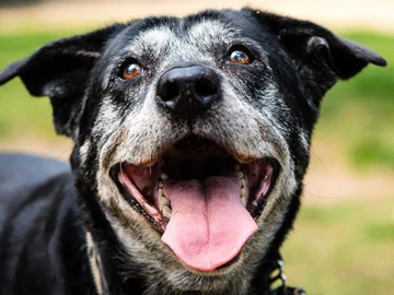 Een Zieke Hond Herkennen