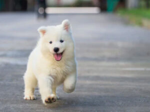 Zindelijk Maken Puppy