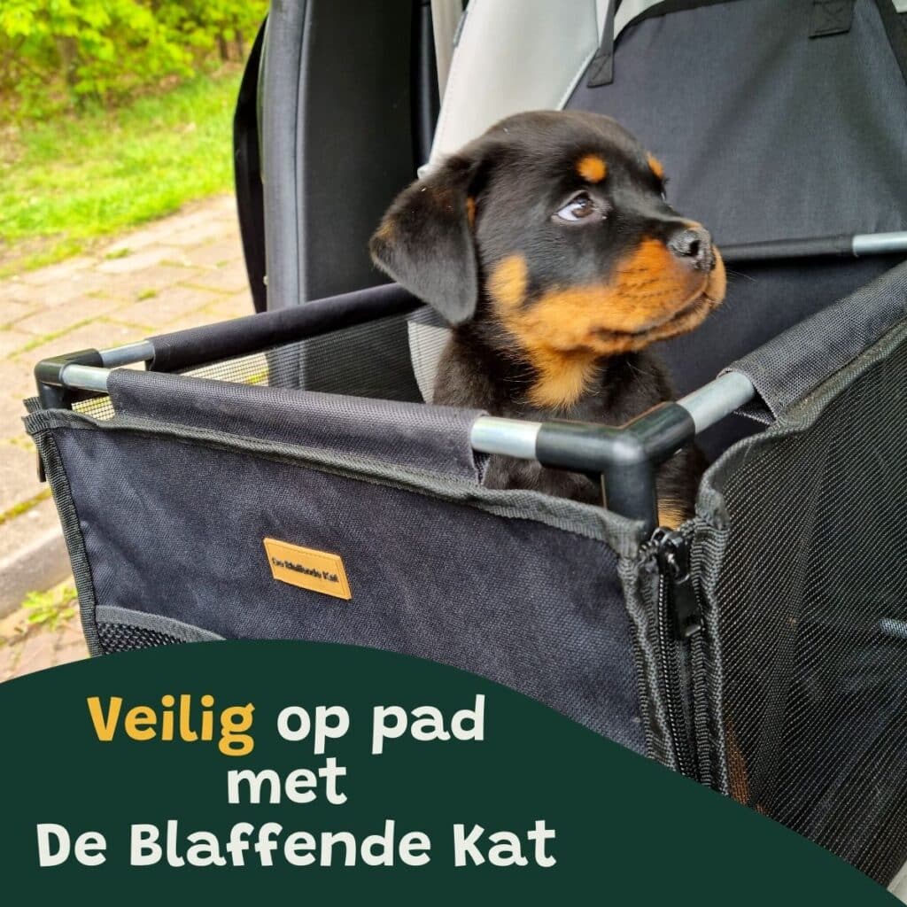 autostoel hond