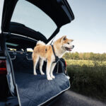 Achterbank Deken Premium Hond 2 6