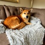 Hondenkussen Hondenmand Bankbeschermer 4 Origineel