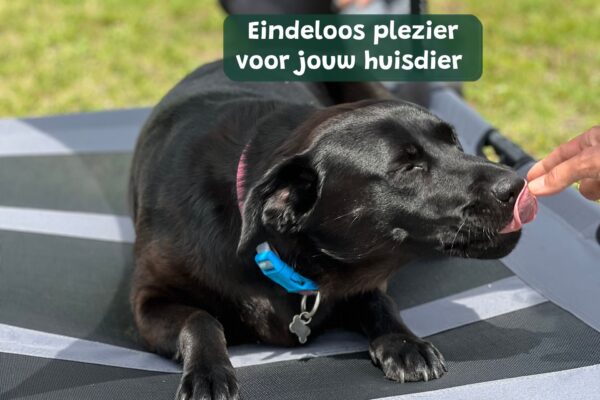 Hondenstretcher