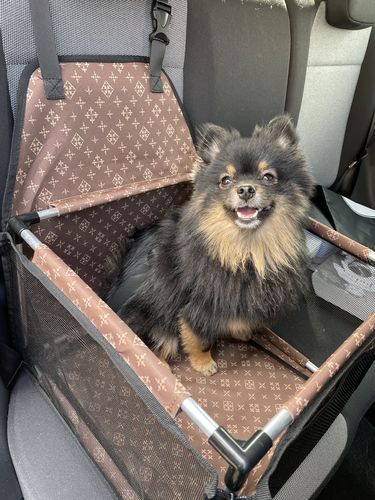 review autostoel hond