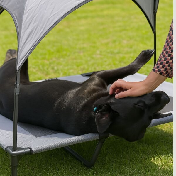 Hondenstretcher Hondenbed Buiten Spelend Op De Stretcher