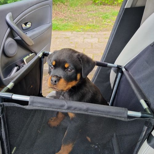 autostoel hond review