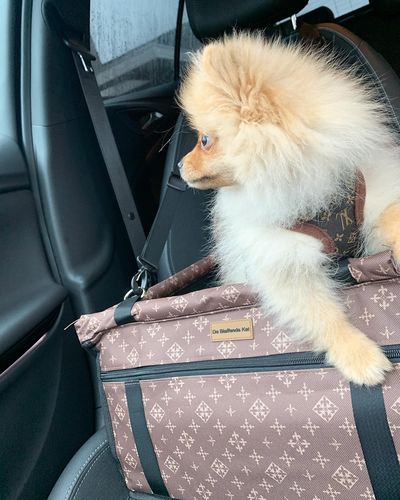 review autostoel hond