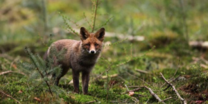 herfstwandeling vos in hoge veluwe gelderland