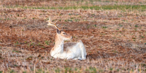 herfstwandeling in heide hert