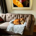 Bankbeschermer 5 Origineel