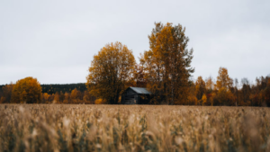 Limburg Top Locaties Voor Herfstwandelingen Met Je Hond