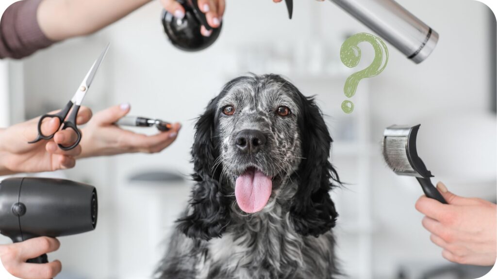 Tips Vachtverzorging Hond