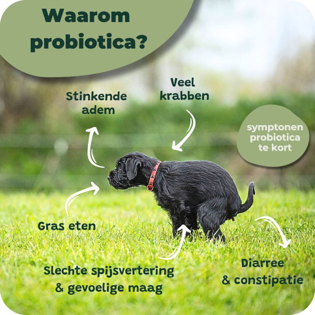 Waarom Probiotica Hond
