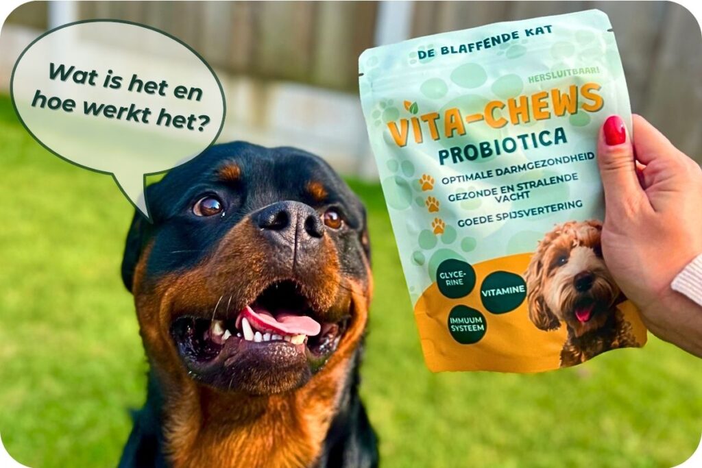 Wat Is Probiotica Voor Honden
