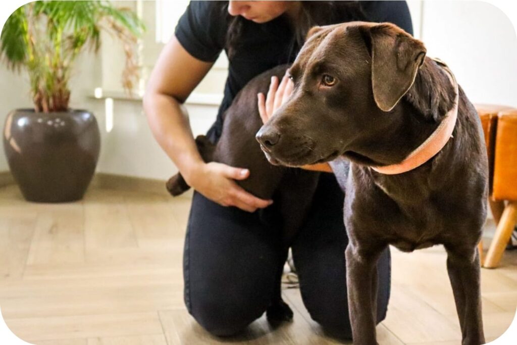 Fysiotherapie Voor Honden (2)