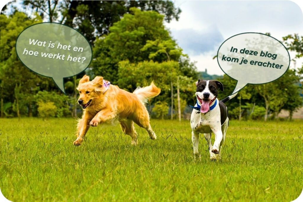 Glucosamine Voor Honden