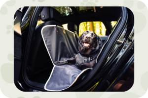 Hondendeken Auto Achterbank Blog 1