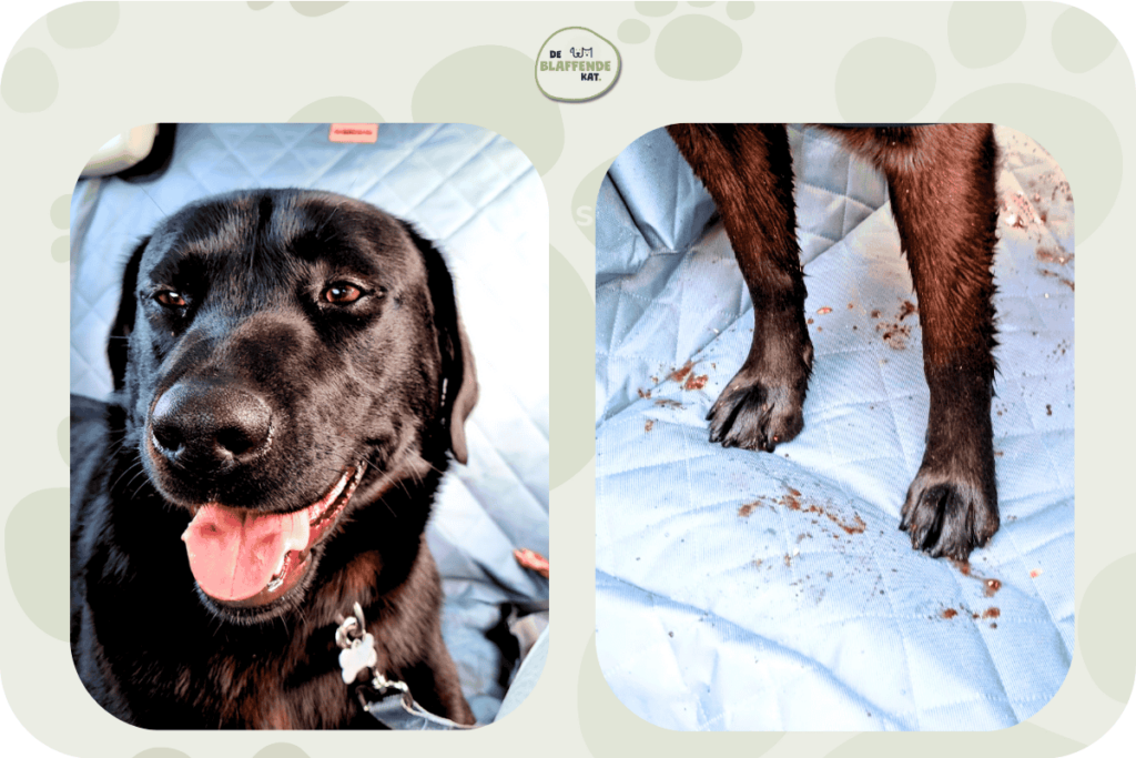 Hondendeken Auto Achterbank Blog 2 (1)