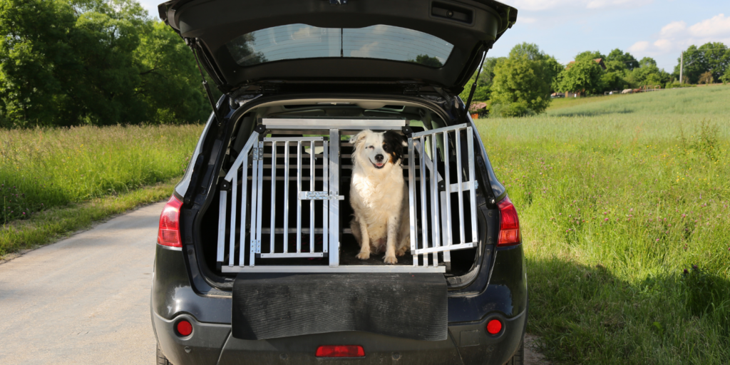 Blog Hond Vervoeren In Auto Hond Meenemen Auto Kofferbak Hond In Autobench Kofferbak