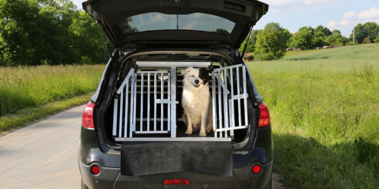 Je hond vervoeren in de auto: waar moet je op letten? | De Blaffende Kat