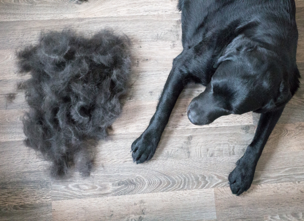 Harende Zwarte Labrador Hond In De Rui Op De Bank Onder Haren Ruiperiode Komt Eraan Blog Vachtverzorging Hond Ruiperiode De Rui Periode