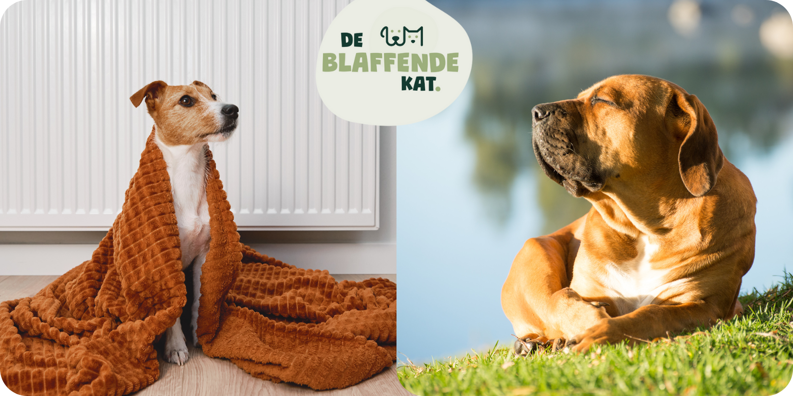 Hond Die Het Koud Heeft En Hond Die In De Zon Ligt De Blaffende Kat Logo De Ruiperiode Per Seizoen