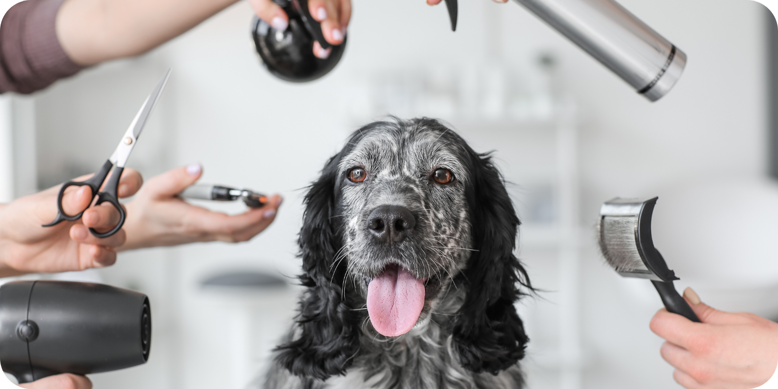 Vachtverzorging Hond In Ruiperiode Hond Verzorging Trimmen Blije Hond Die Verzorgd Wordt