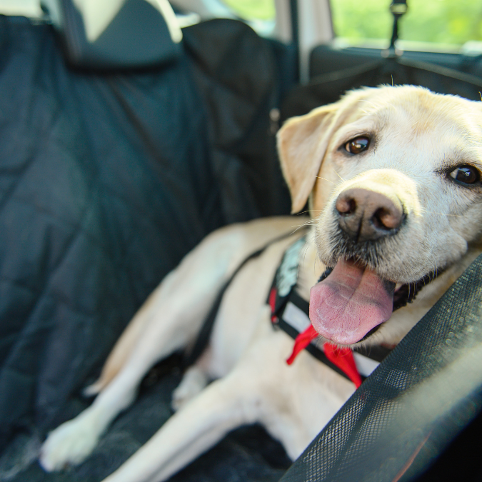 Premium Hondengordels Voor In De Auto
