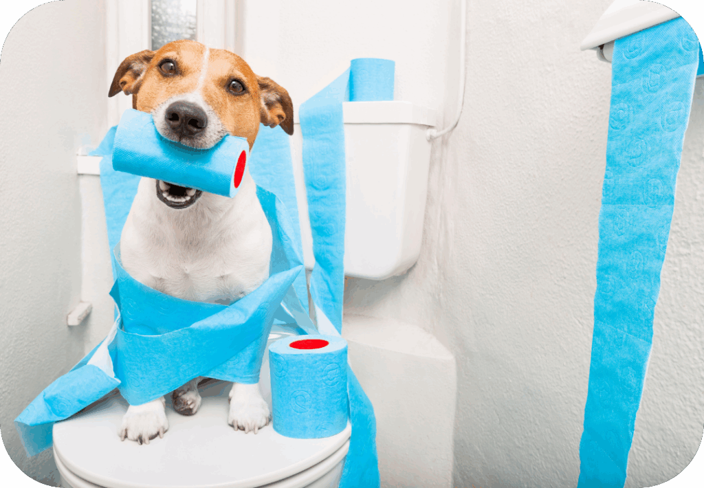 Afmetingen Webshops Blogs 4