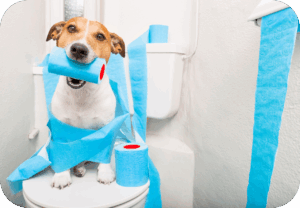 Afmetingen Webshops Blogs 4