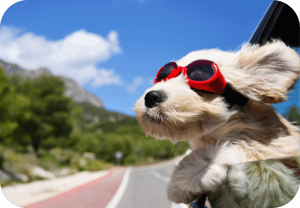 Reizen met je hond