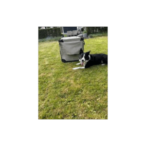 Reisbench Hond Foto Van Klant In De Tuin