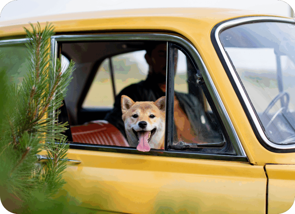 Hond In Een Auto Op Een Warme Zomerdag