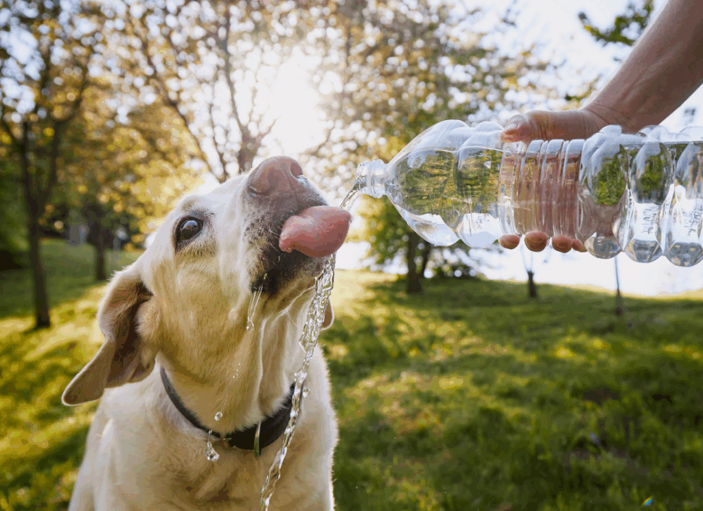 Zorgen Voor Je Hond In De Zomer Hond Water Geven