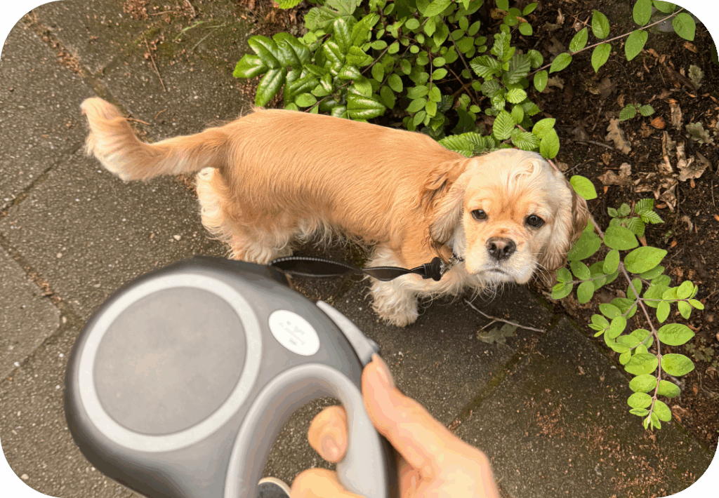 Beste rollijn voor je hond