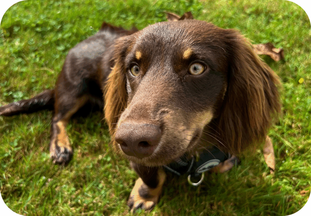 Beste tuigje voor teckel